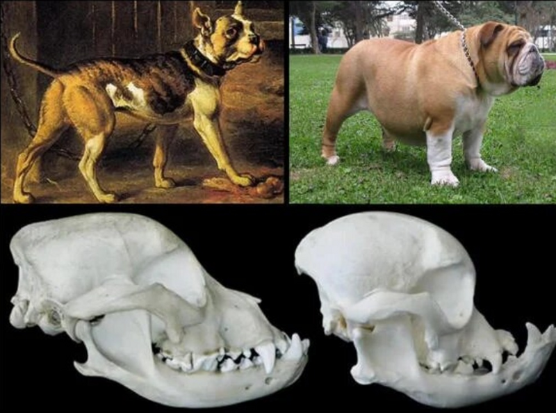 Брахицефалия: Мука длиною в жизнь. Правда о всех «плоскомордых» породах собак