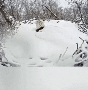 доброе