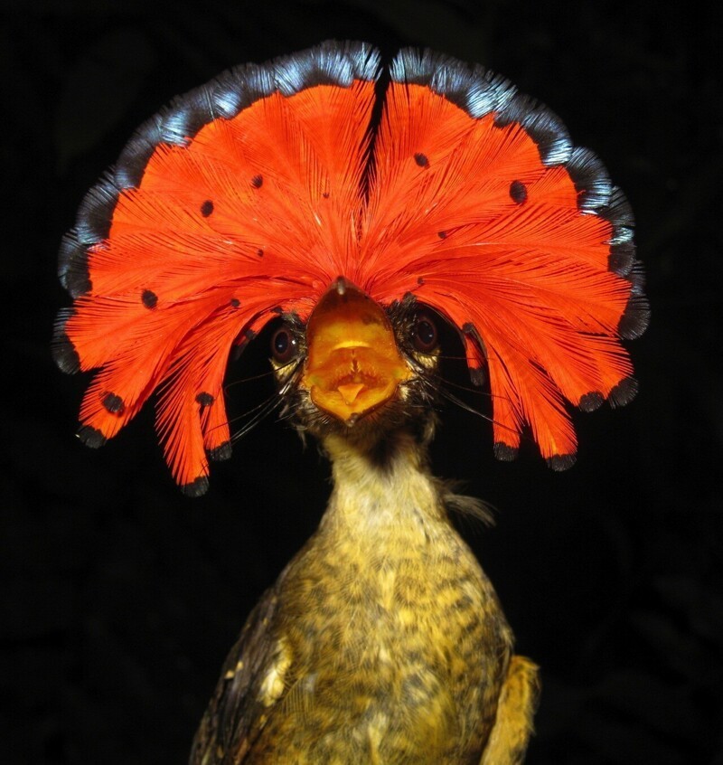 Амазонский венценосный мухоед (Onychorhynchus coronatus)