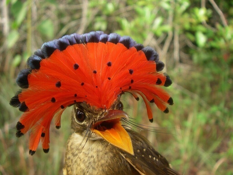 Амазонский венценосный мухоед (Onychorhynchus coronatus)