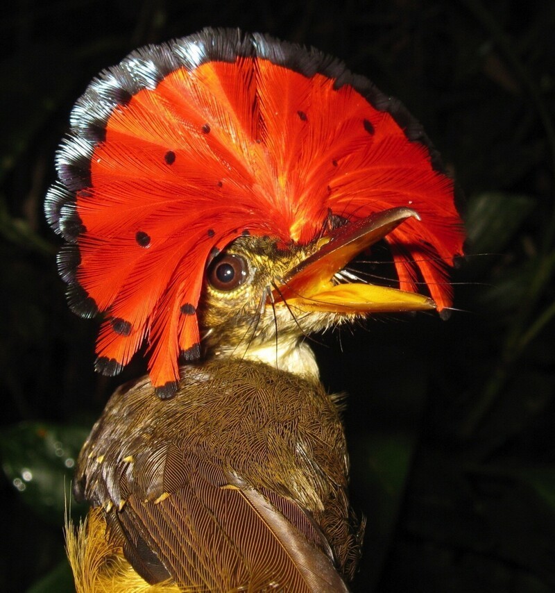 Амазонский венценосный мухоед (Onychorhynchus coronatus)