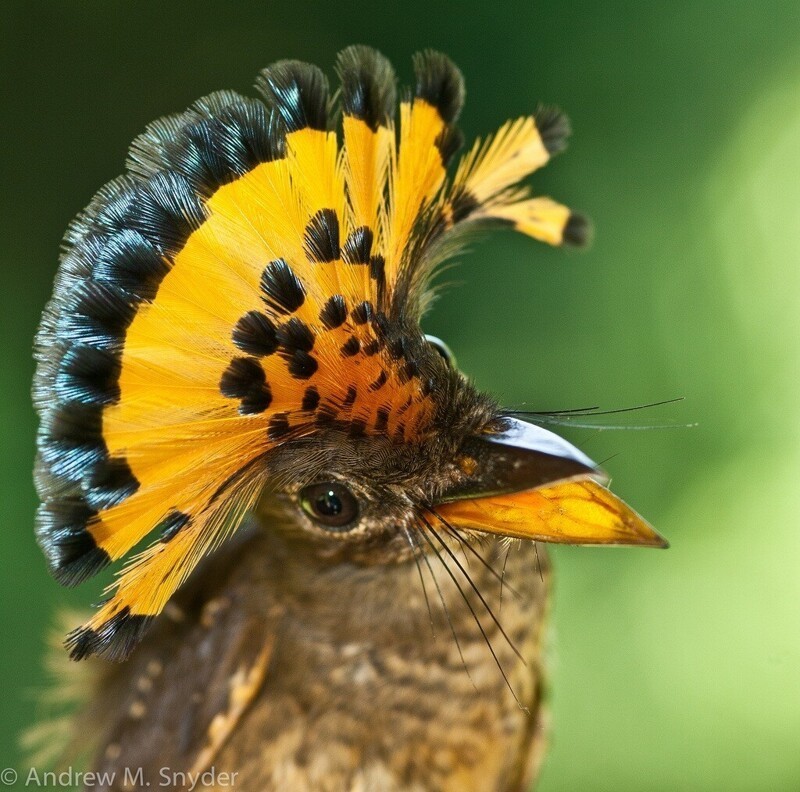 Амазонский венценосный мухоед (Onychorhynchus coronatus)