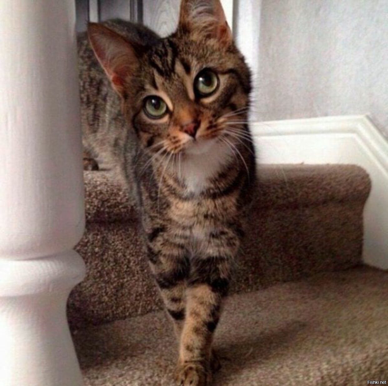 кошка получилось. коты приколы с надписями. кошка получилось. веселые кошки. кошки устроили бардак квартиру.