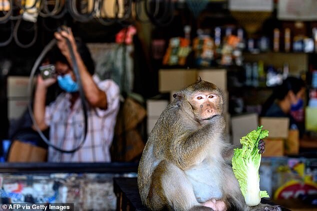 Британские супермаркеты отказались от кокосов, собранных обезьянами
