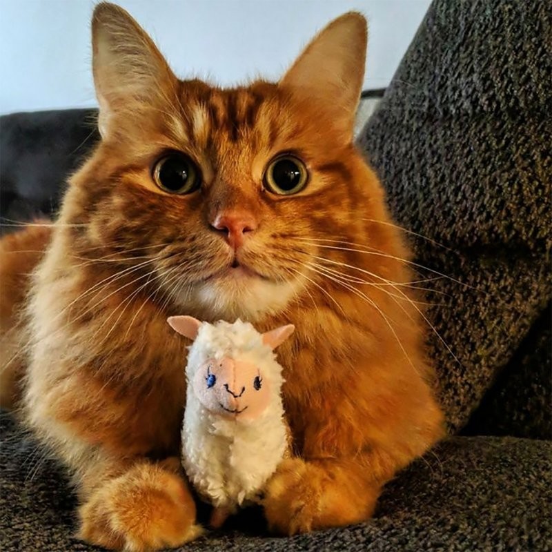 Шикарный снимок! Нереально красивый кот и его игрушечная альпака!