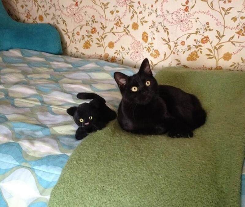 Какая игрушка может быть идеальной для черного кота? Черный плюшевый котик!