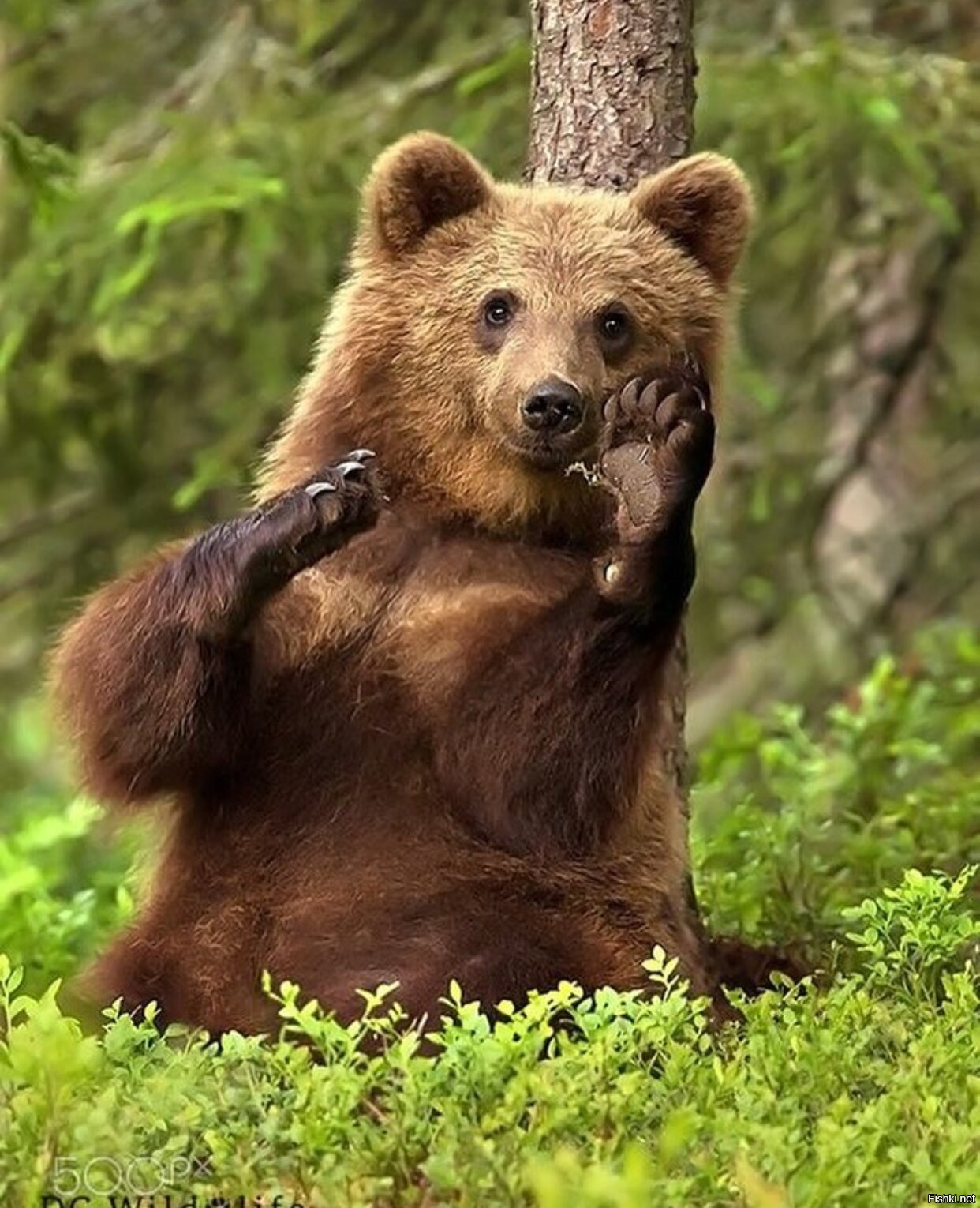 Забавные медведи. Бурый медведь косолапый. Бурый медведь. Медведь улыбается. Милый медведь.