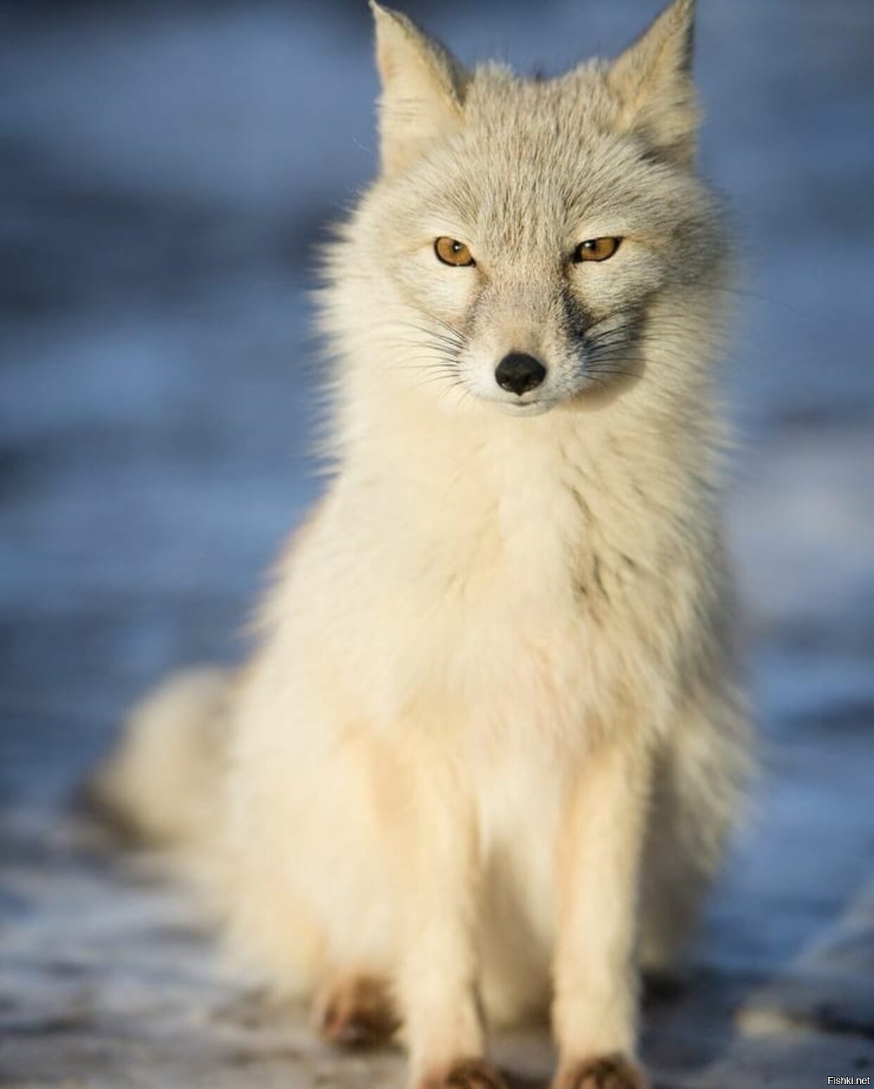 Корсак Животное Фото