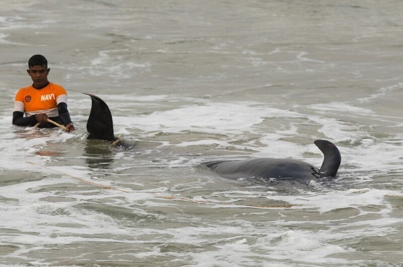 На Шри-Ланке спасли 120 черных дельфинов, выбросившихся на берег