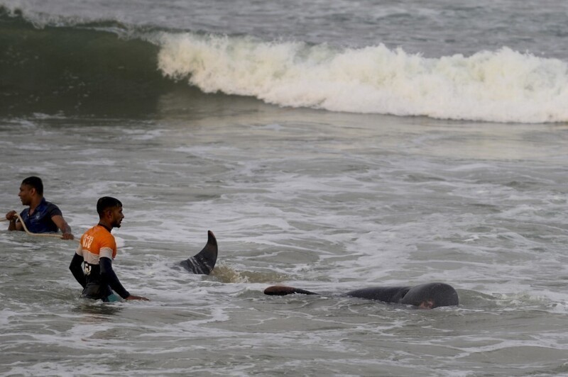 На Шри-Ланке спасли 120 черных дельфинов, выбросившихся на берег