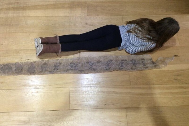 В Англии девочка нашла шкуру гигантской рептилии