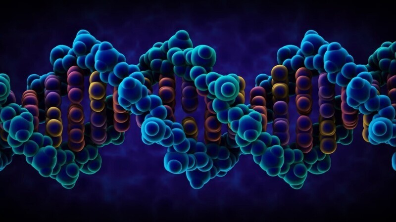 Что такое ДНК человека