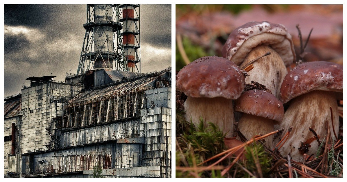 Грибы радиация. Чернобыль мутация грибы. Грибы на Чернобыльской АЭС. Гриб радиационный Чернобыль. Чернобыльская АЭС грибы мутанты.