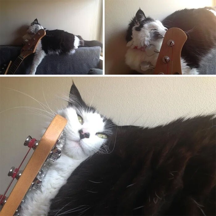 "Любимое место сна моей кошки - гитара"