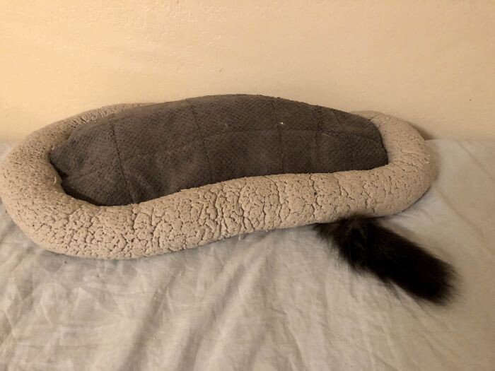 "Похоже, моя кошка так и не поняла, как нужно спать на лежанке"