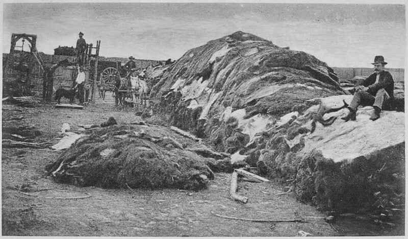 Шуры буйволов 1874