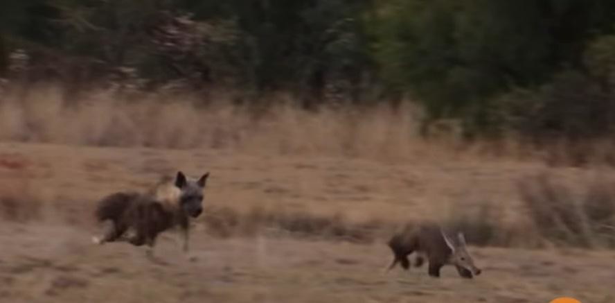 Стремительный бросок гиены в попытке добыть трубкозуба попал на видео