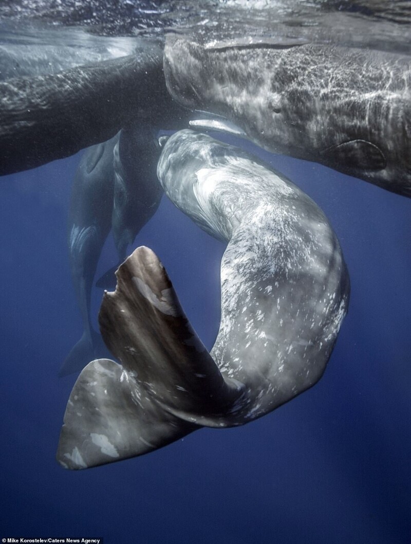 Самка кашалота кормит детеныша: потрясающие подводные фотографии Михаила Коростелева