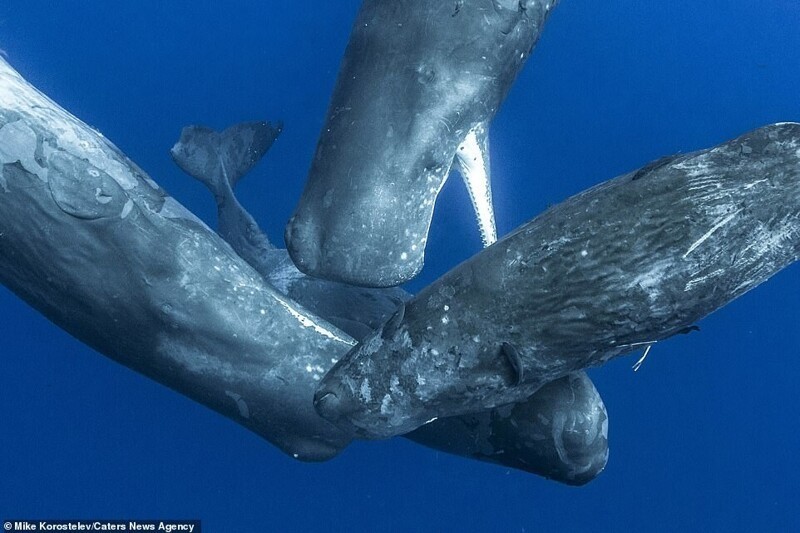 Как кит кормит детеныша молоком фото