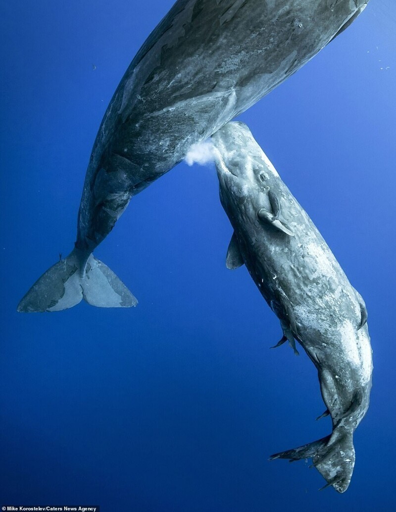 Самка кашалота кормит детеныша: потрясающие подводные фотографии Михаила Коростелева
