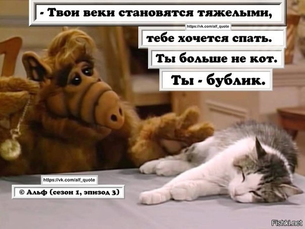 Веки твоя. Альф ты не кот ты Бублик. Альф гипнотизирует кота. Альф про котов. Альф хочет спать.