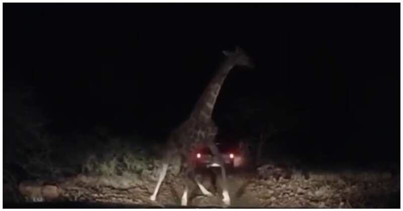 Ночные нападения. Крокодил напал на жирафа. Жираф напал на машину.