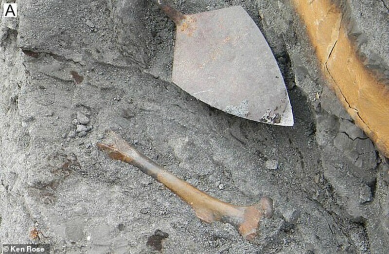 Останки, обнаруженные командой палеонтологов в Индии