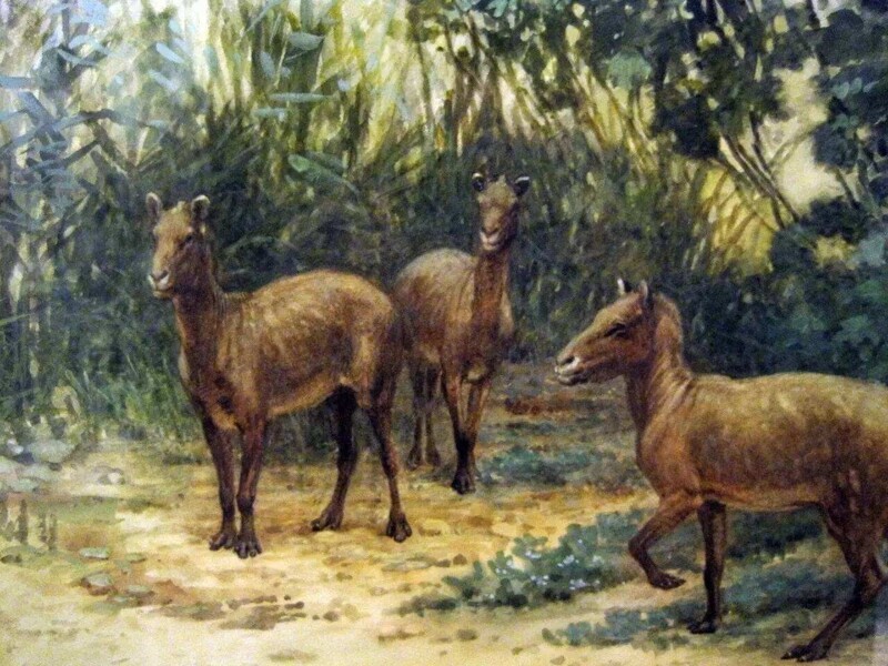 Древние лошади, какими их представил художник в 1905 году