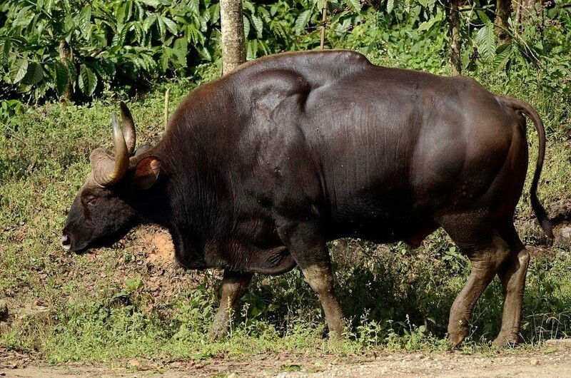 12. Гаур — самый крупный из быков