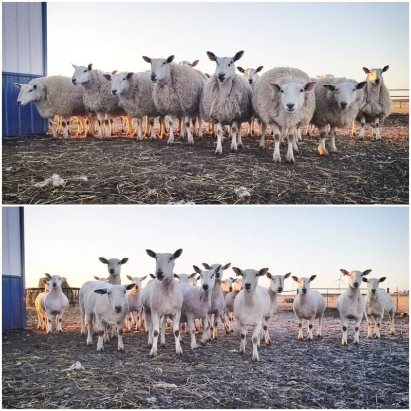 18. Овцы до и после стрижки