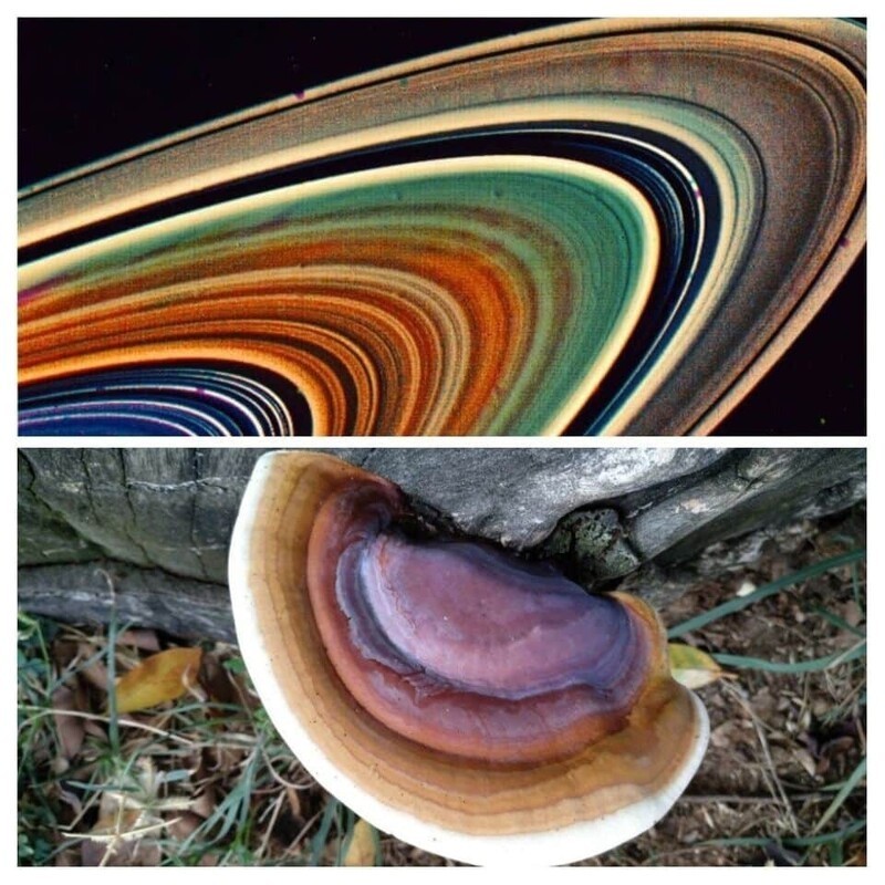 16. Кольца Сатурна и гриб на дереве