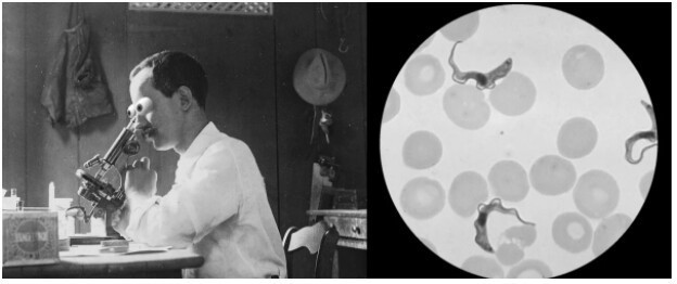 Трипаносомоз - паразиты в крови или почему боятся мух Цеце?