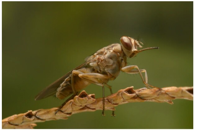 Трипаносомоз - паразиты в крови или почему боятся мух Цеце?