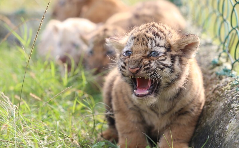 Тигрята впервые наслаждаются солнечными ваннами на природе