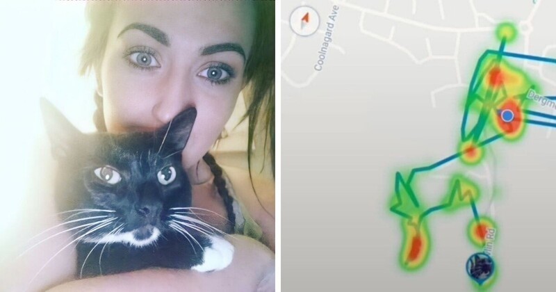 Девушка установила GPS-трекер на свою кошку и раскрыла ее тайные маршруты