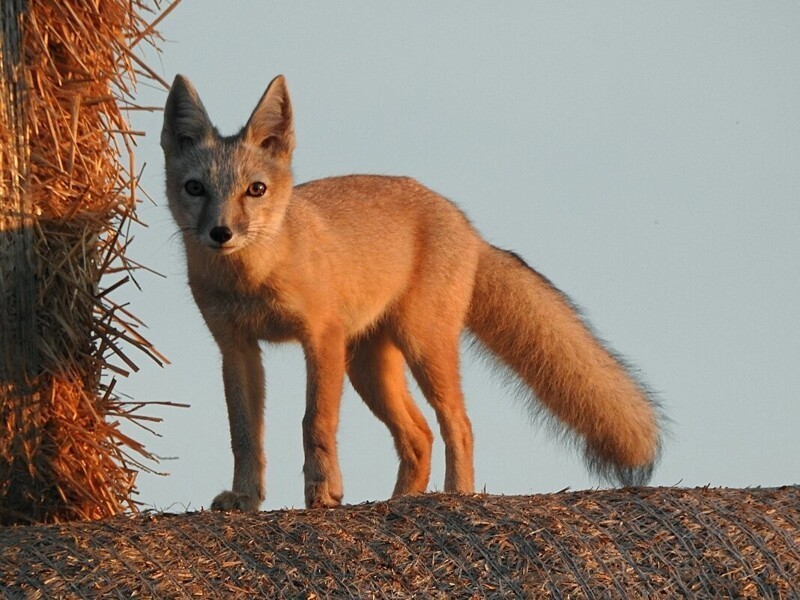  Редкая азиатская степная лисица с красивой шубкой  