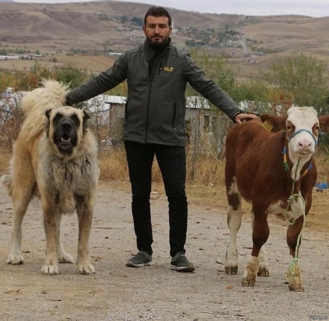 алабай в казахстане