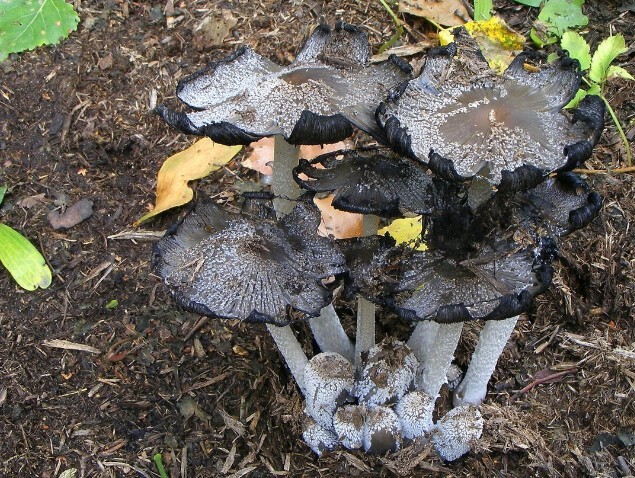 Инопланетный лес: грибы
