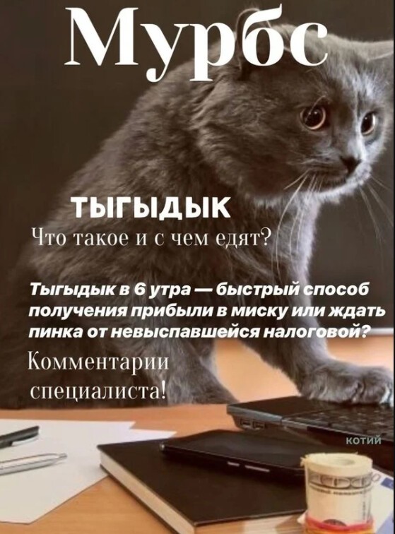 Мурбс: журнал для твоего кота