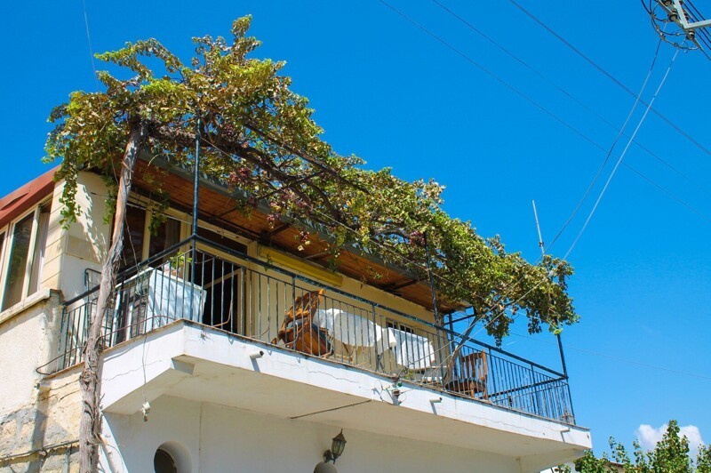 Балкон с виноградом