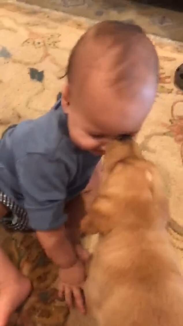 Щенячий восторг: малышу подарили собаку и они сразу стали лучшими друзьями