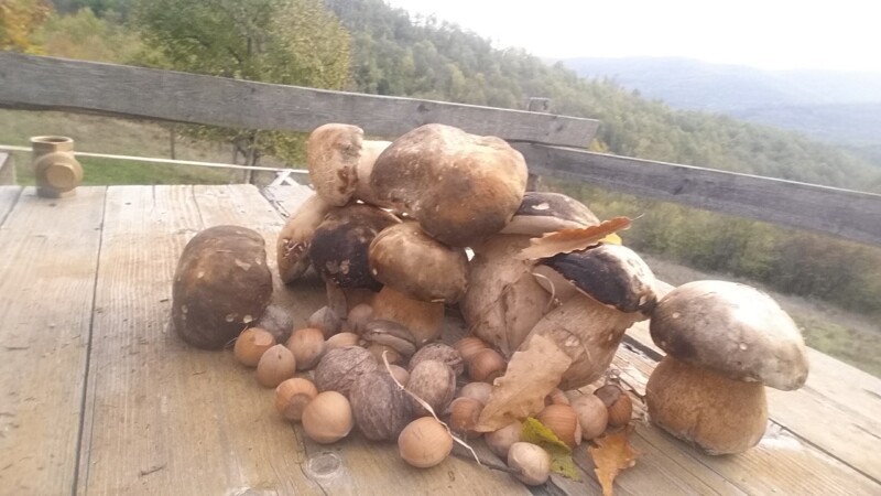 Последние грибы на осень