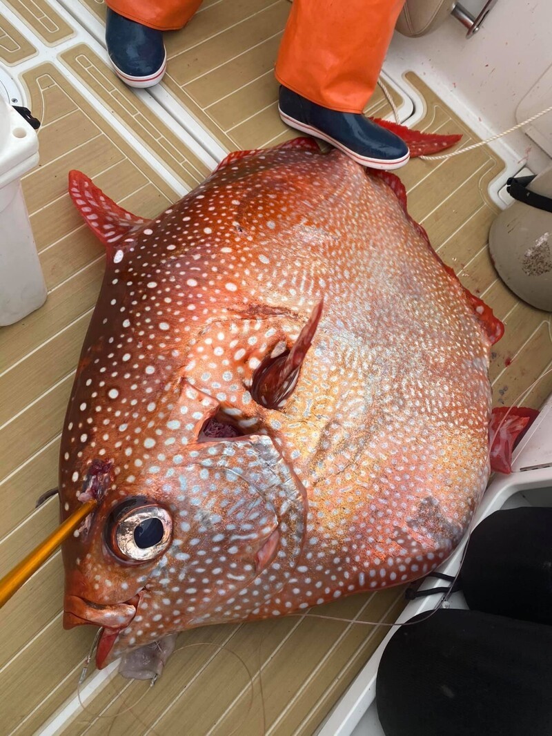 Рыбаки поймали «теплокровную» рыбу весом 65 кг