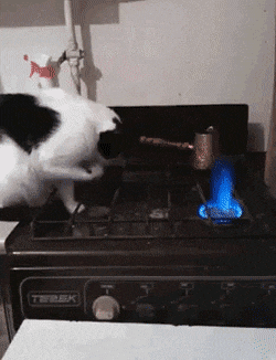 Кошачьи гифки