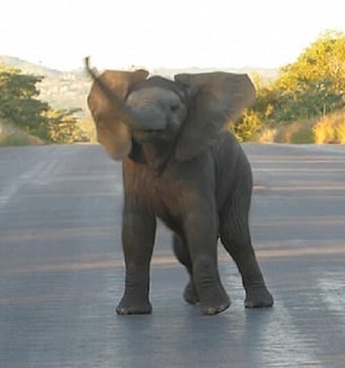 Слоненок сплясал для туристов