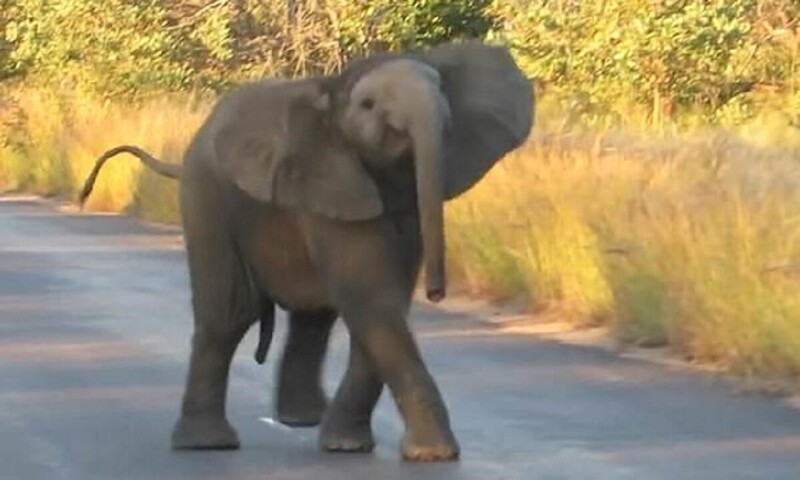Слоненок сплясал для туристов
