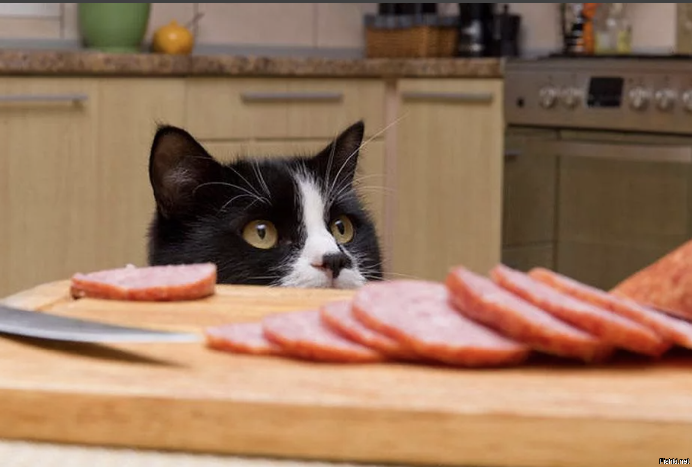 Украсть со стола. Кот тырит колбасу. Кот ворует еду. Кот с колбасой. Колбаса для кошек.