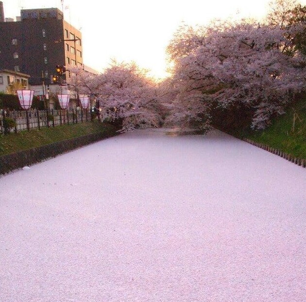 Лепестки сакуры сделали реку розовой