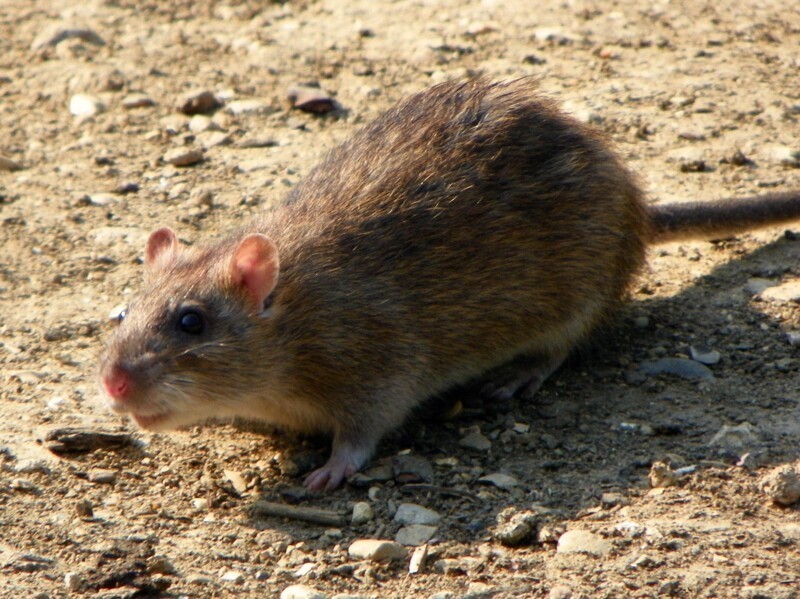 В Германии выявили редкий случай передачи хантавируса от домашней крысы к человеку