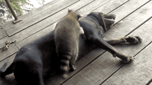 Просто гифки, всякие и разные